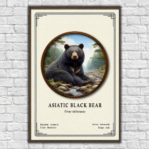 Poster Série de Zoologia do Urso Negro Asiático