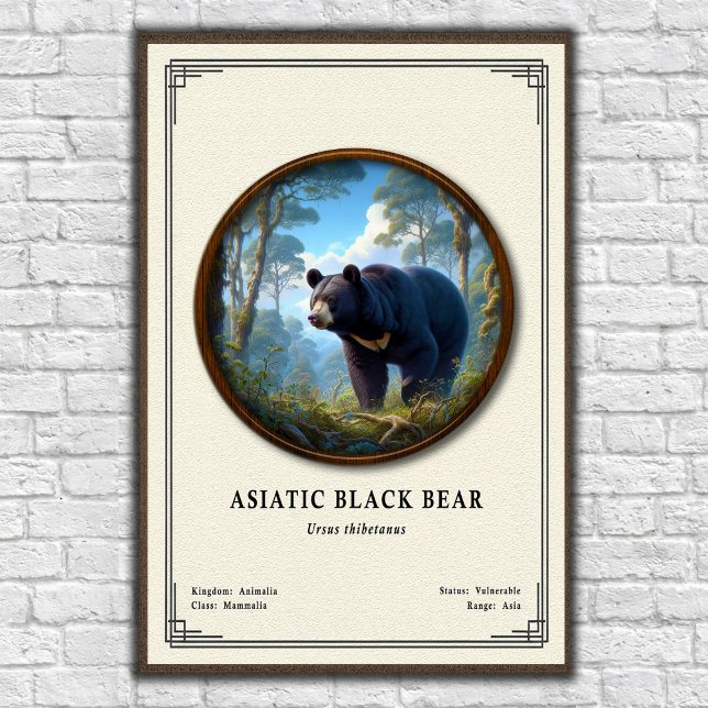 Poster Série de Zoologia do Urso Negro Asiático (Criador carregado)