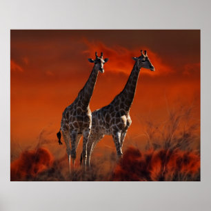 Pôster Série do girafa do sul - vida selvagem africana