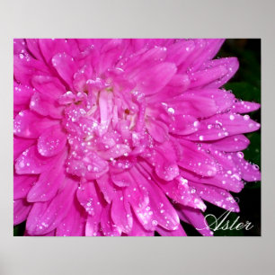 Poster Série floral:  Asteraceae