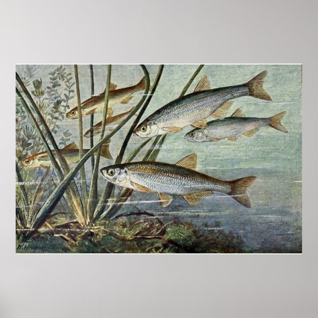 Pôster Série Mundo Submarino Primeiro De Quatro (Frente)