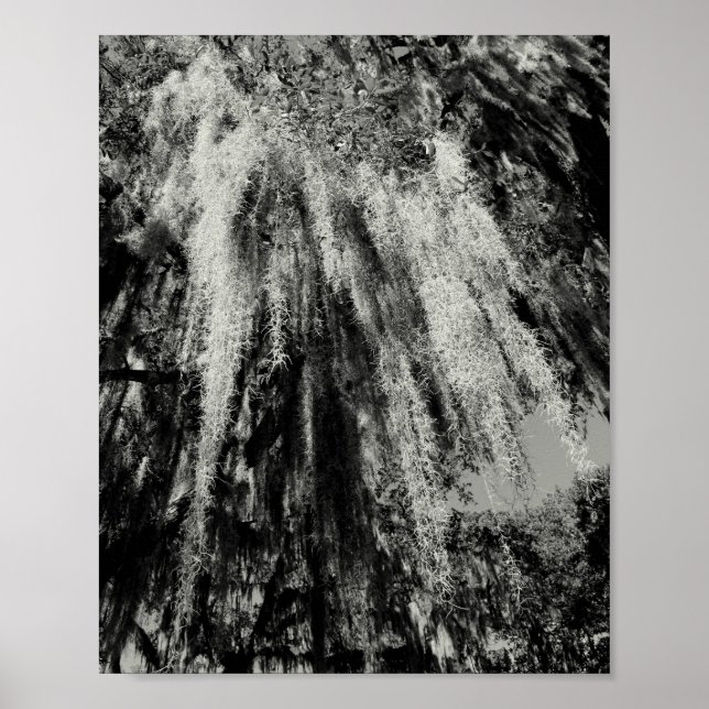 Poster Série Savannah: Moss Espanhol (Frente)