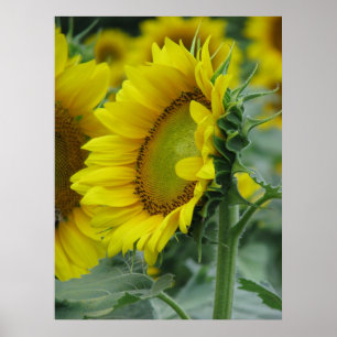 Pôster Série Sunflower
