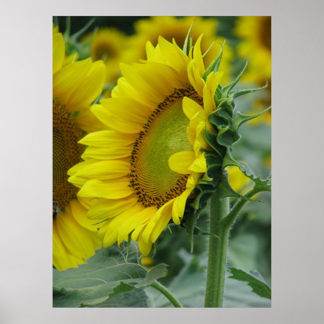 Pôster Série Sunflower (Frente)