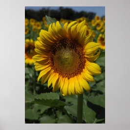 Poster Série Sunflower 09