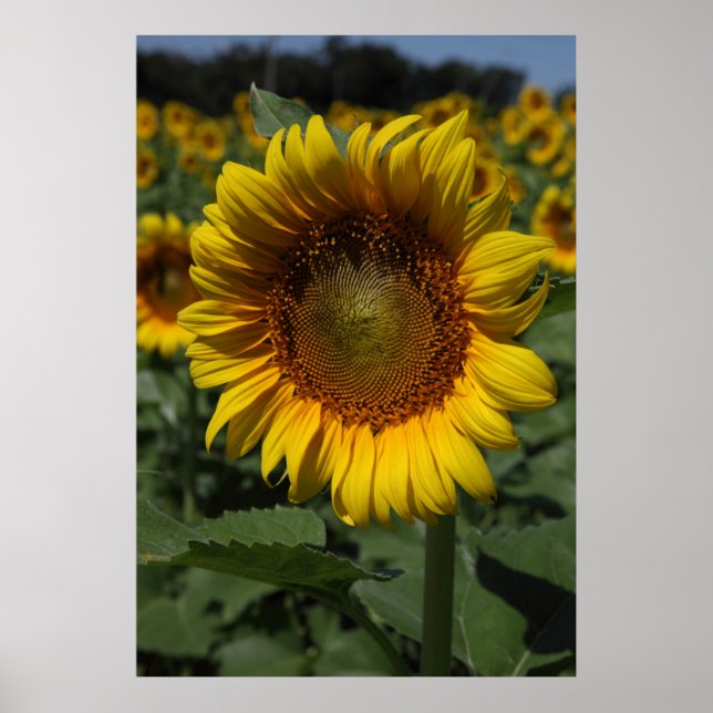 Poster Série Sunflower 09 (Frente)