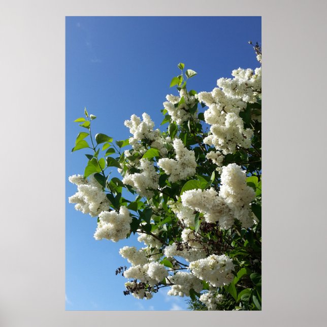 Poster Seringa, Árvore Lilar Branca de Flor (Frente)