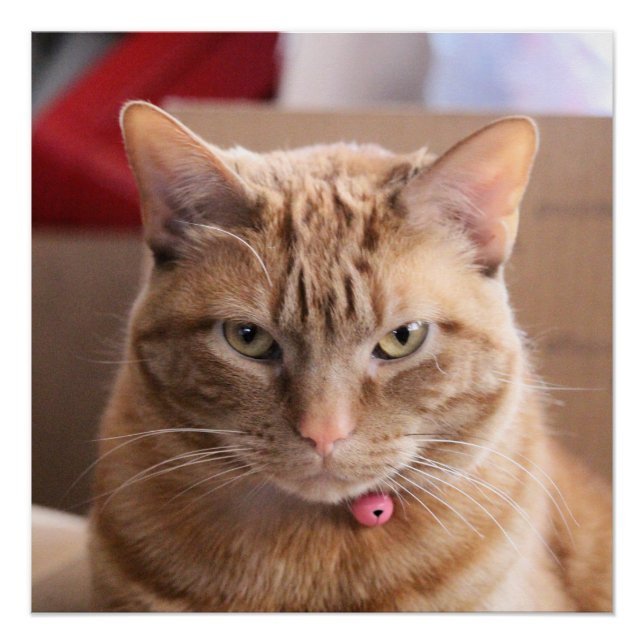 Pôster Sério (Frente)