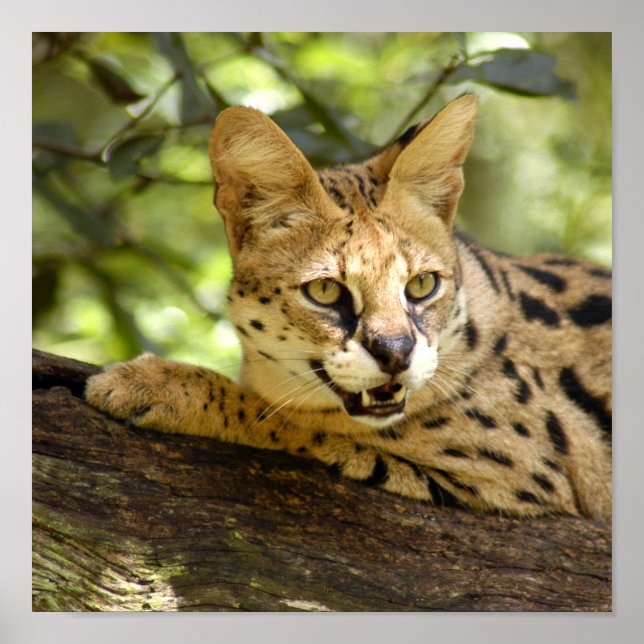 Pôster serval 035 (Frente)