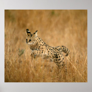 Pôster Serval (Leptailurus Serval) Saltando