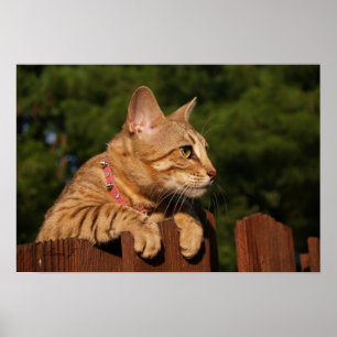 Pôster Serval Savannah Kitten USA Canvas Print