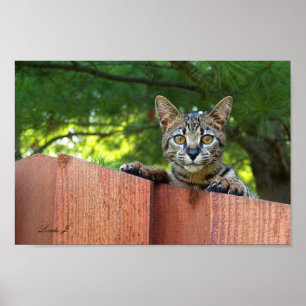 Pôster Serval Savannah Kitten USA Canvas Print