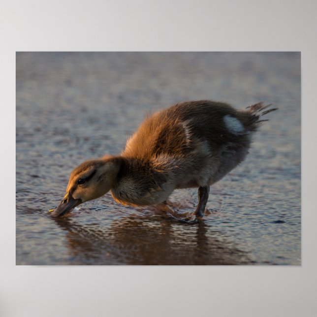 Poster Sesty Baby (Frente)