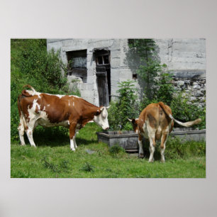 Pôster Sesty Fleckvieh