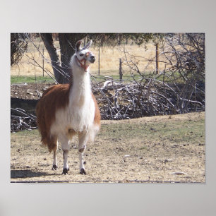 Poster Setembro Llama Closeup