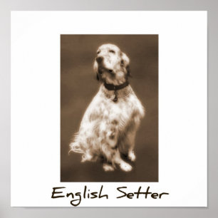 Pôster Setter Inglês