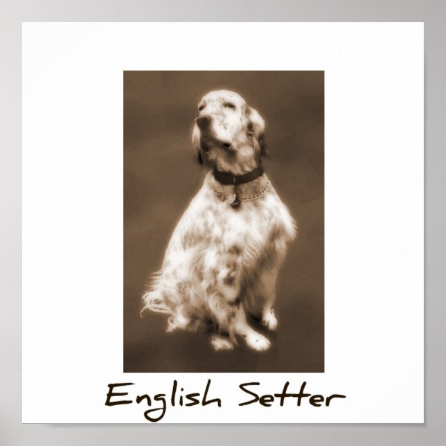 Pôster Setter Inglês (Frente)