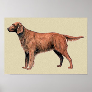 Pôster setter irlandês