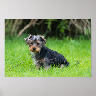 Poster Seu filhote bonito, seu filhote, com uma expressã