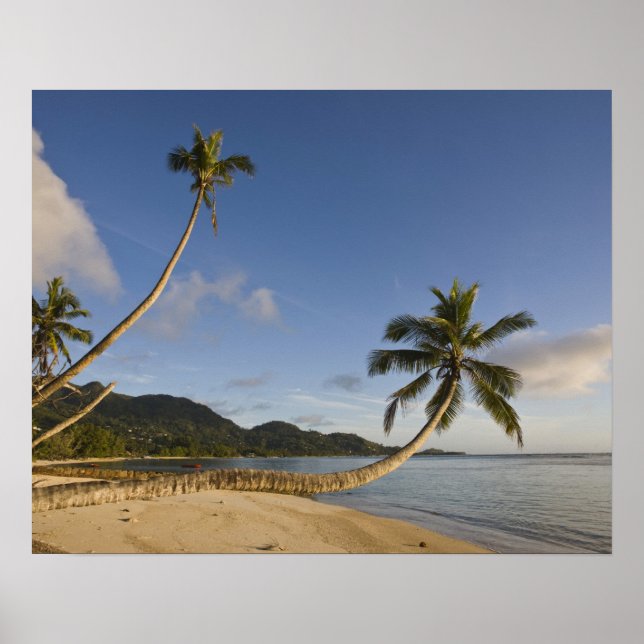 Poster Seychelles, Ilha de Mahe, palmeira horizontal, (Frente)