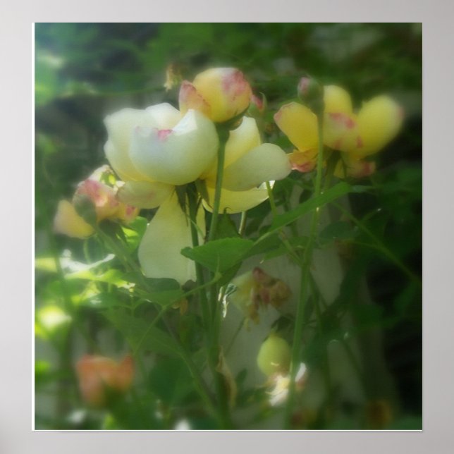 Poster Shaded (Frente)