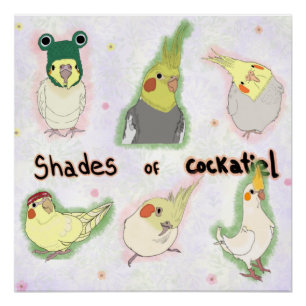 Pôster Shades of Cockatiel