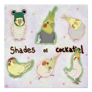 Pôster Shades of Cockatiel