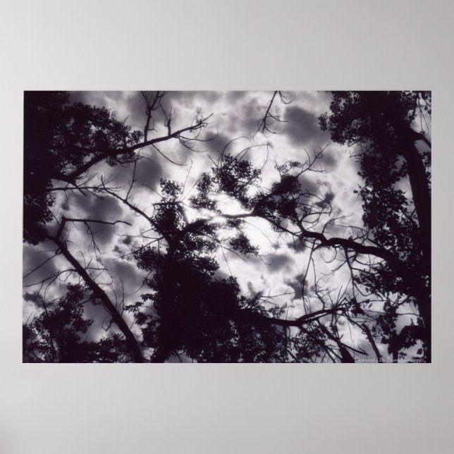 Pôster Shady (Frente)