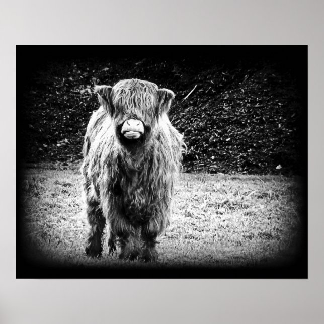 Pôster Shaggy Highland Cow Photo (Preto e Branco) (Frente)