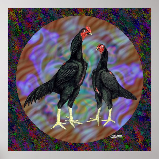 Pôster Shamo: Par Negro (Frente)