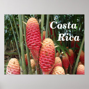 Poster Shampoo Ginger, Costa Rica