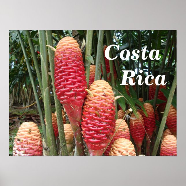Poster Shampoo Ginger, Costa Rica (Frente)