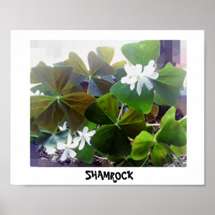 POSTER SHAMROCK