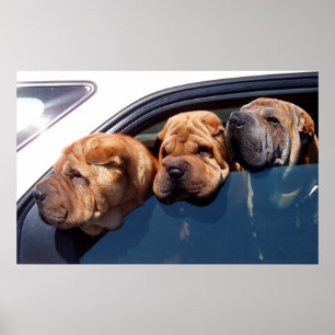 Poster Shar curioso Pei