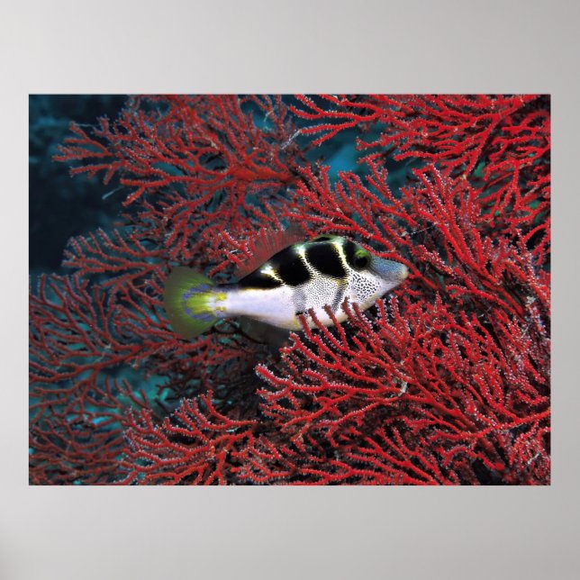 Poster Sharpnose Puffer no Coral (Frente)