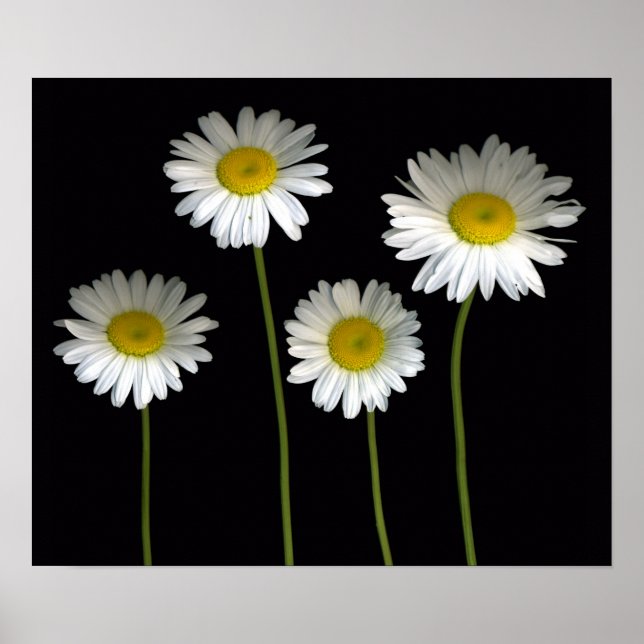 Pôster Shasta Daisies (Frente)