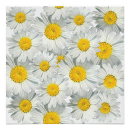 Pôster Shasta Daisies