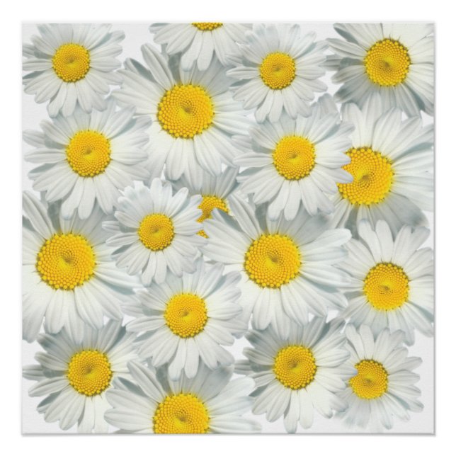 Pôster Shasta Daisies (Frente)