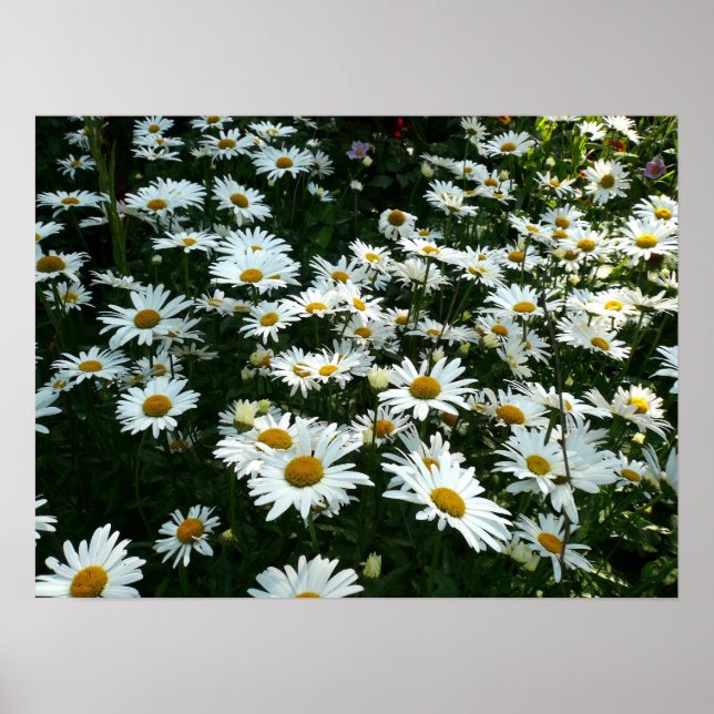 Poster Shasta Daisies (Frente)