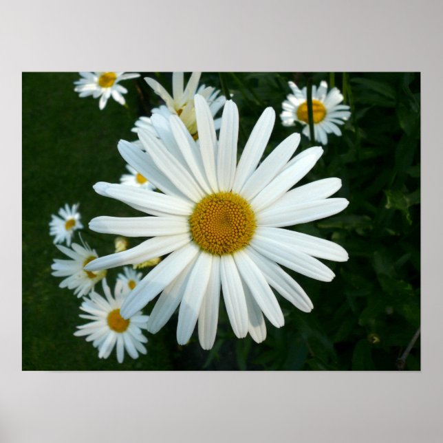 Poster Shasta Daisy (Frente)