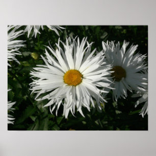 Poster Shasta Daisy Ficou Louca.