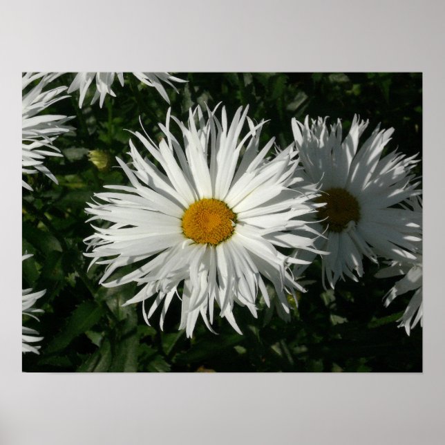 Poster Shasta Daisy Ficou Louca. (Frente)