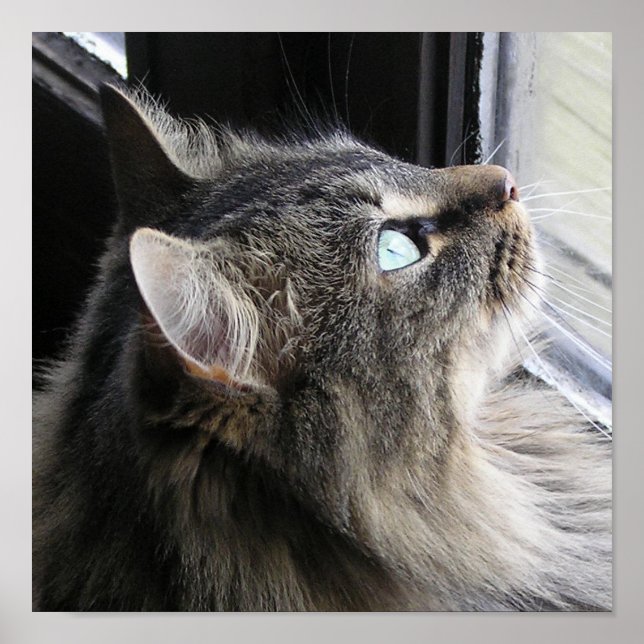 Pôster Shasta - Em Pensamento (Frente)