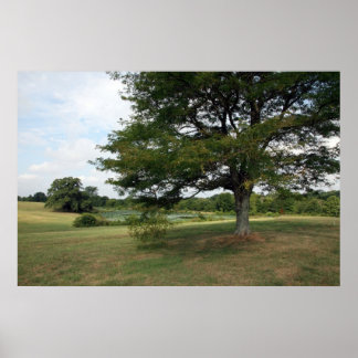 Poster Shelby Fazenda