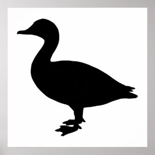 Poster Sheldrake Duck