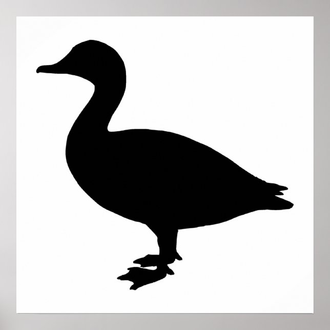 Poster Sheldrake Duck (Frente)