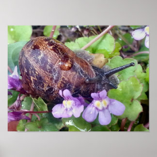 Poster Shell Assustado