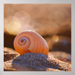 Pôster Shell Bokeh  Greece
