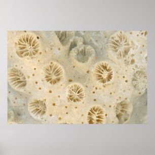 Poster Shell - Conchologia - Coral