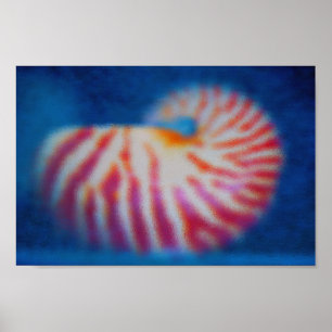 Poster Shell do Mar